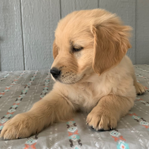 Golden Retriever Puppy Heidie
