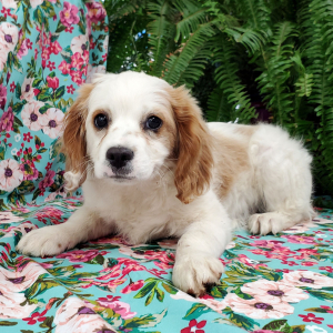 Cavapoo Puppy Shug