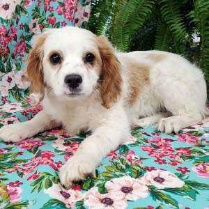 Cavapoo Puppy Shug