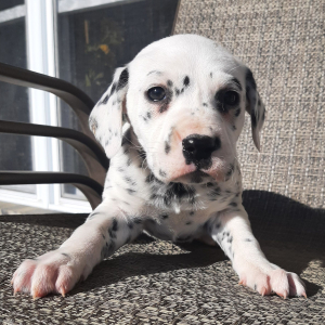 Dalmatian Puppy Princess