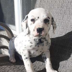 Dalmatian Puppy Princess