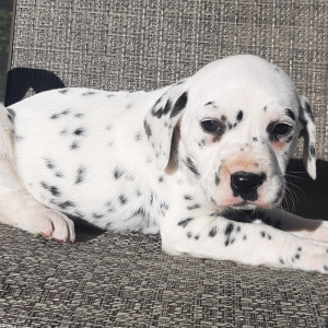 Dalmatian Puppy Princess