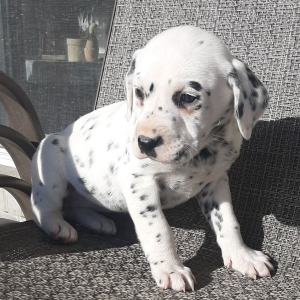 Dalmatian Puppy Princess