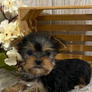 Yorkshire Terrier Puppy Faith