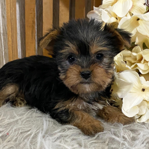 Yorkshire Terrier Puppy Faith