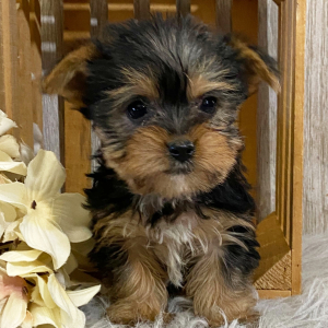 Yorkshire Terrier Puppy Faith