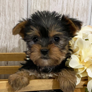 Yorkshire Terrier Puppy Faith