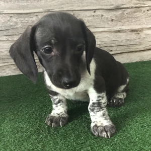 Dachshund Puppy Tern