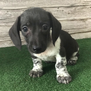 Dachshund Puppy Tern