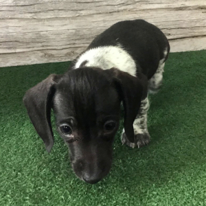 Dachshund Puppy Tern