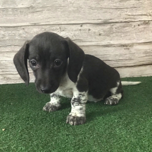 Dachshund Puppy Tern