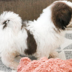 Shih Tzu Puppy Kitt