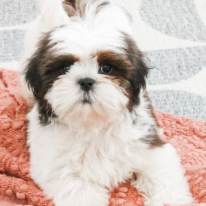 Shih Tzu Puppy Kitt