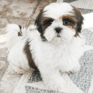 Shih Tzu Puppy Kitt