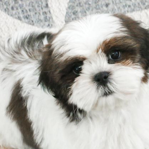 Shih Tzu Puppy Kitt