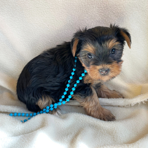 Yorkshire Terrier Puppy Claire