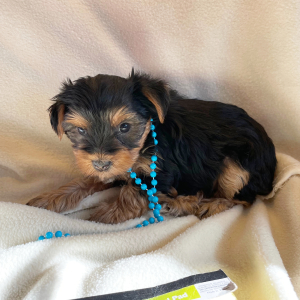 Yorkshire Terrier Puppy Claire