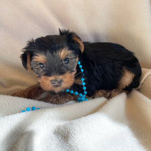 Yorkshire Terrier Puppy Claire