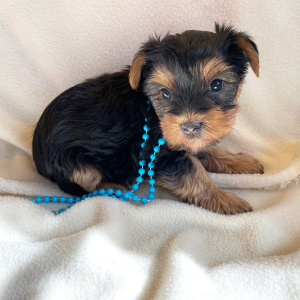 Yorkshire Terrier Puppy Claire