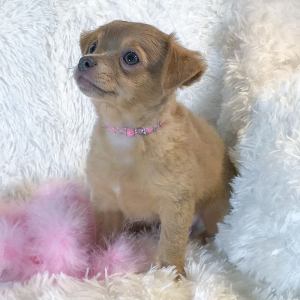 Chihuahua Puppy Lil Maggie
