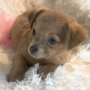 Chihuahua Puppy Lil Maggie