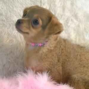 Chihuahua Puppy Lil Maggie