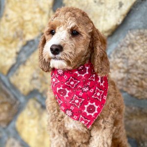 Cavapoo Puppy Yuri