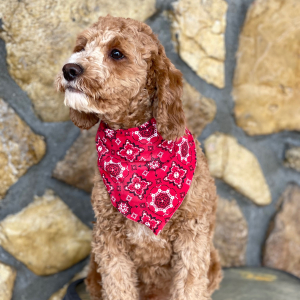 Cavapoo Puppy Yuri