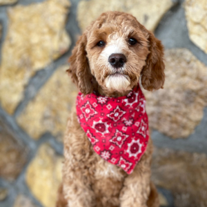 Cavapoo Puppy Yuri