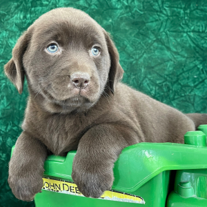Labrador Retriever Puppy Shannan