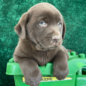 Labrador Retriever Puppy Shannan