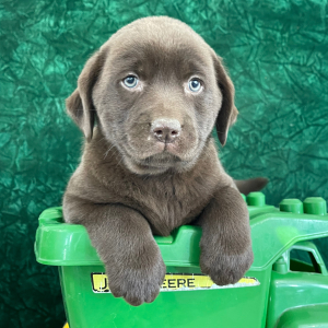 Labrador Retriever Puppy Shannan