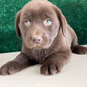 Labrador Retriever Puppy Shannan