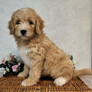 Bernedoodle Puppy Mason