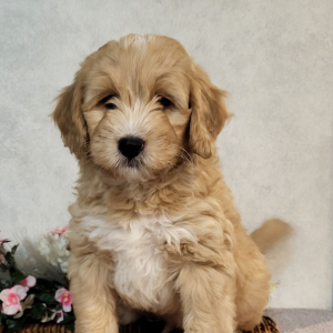 Bernedoodle Puppy Mason