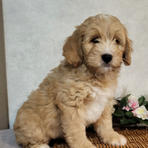 Bernedoodle Puppy Mason