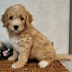 Bernedoodle Puppy Mason