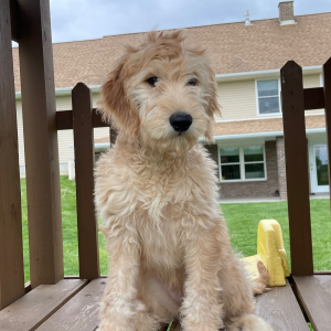 Goldendoodle Puppy Hettie