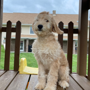 Goldendoodle Puppy Hettie