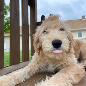 Goldendoodle Puppy Hettie