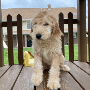 Goldendoodle Puppy Hettie