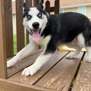 Siberian Husky Puppy Brandon