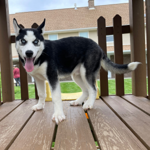Siberian Husky Puppy Brandon