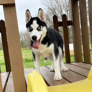Siberian Husky Puppy Brandon