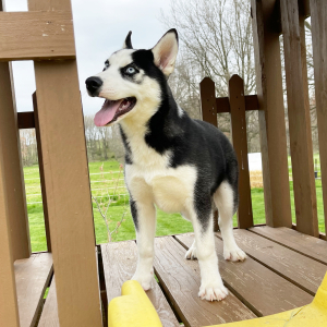 Siberian Husky Puppy Brandon