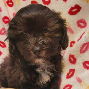 Shihpoo Puppy Preston