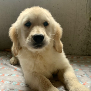 Golden Retriever Puppy Izabella