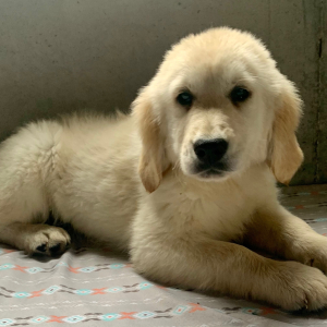 Golden Retriever Puppy Izabella