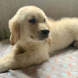 Golden Retriever Puppy Izabella