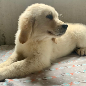 Golden Retriever Puppy Izabella